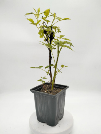 Малина ремонтантная 'Heritage'
