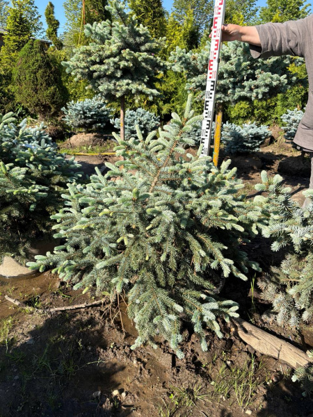 Ель колючая "Bialobok"