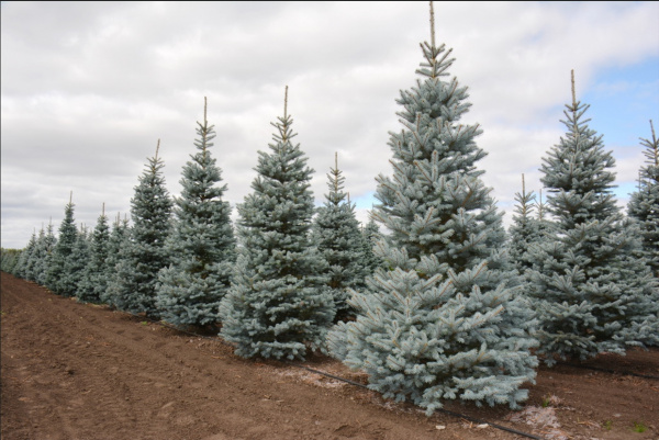 Ель колючая `Омега`, Picea pungens `Omega`
