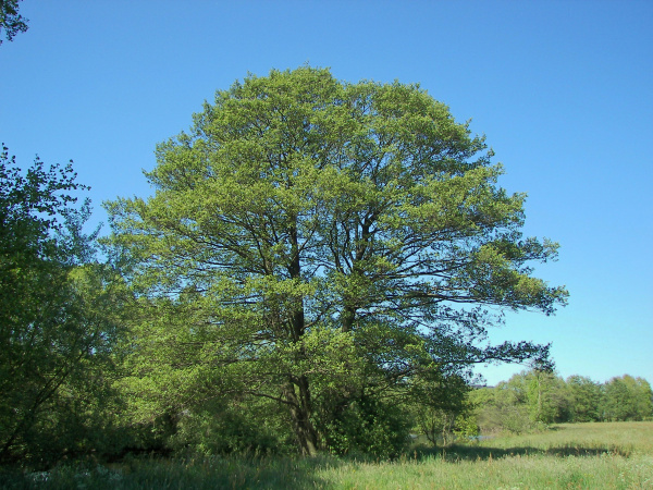 Ольха черная РАСПРОДАЖА