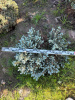 Ель колючая "Glauca Globosa"
