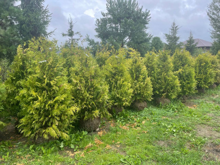 Туя западная 'Golden Brabant' РАСПРОДАЖА