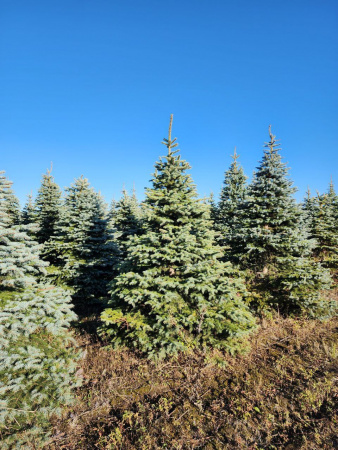 Ель колючая Глаука (Picea pungens ‘Glauca’) 