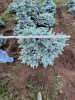 Ель колючая "Glauca Globosa"