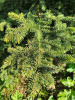 Ель колючая Glauca extra