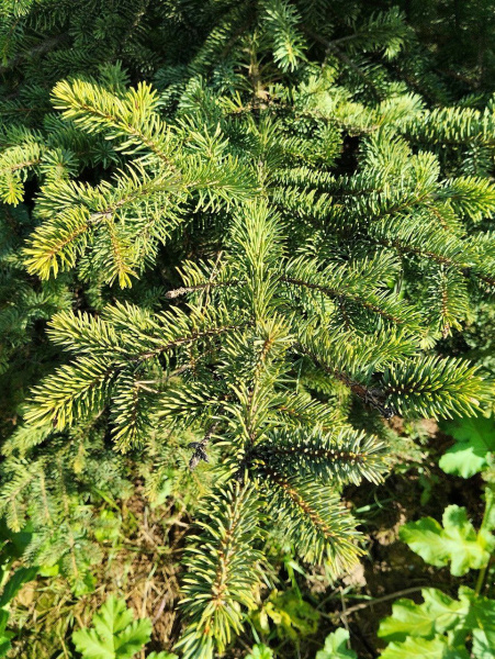 Ель колючая Glauca extra