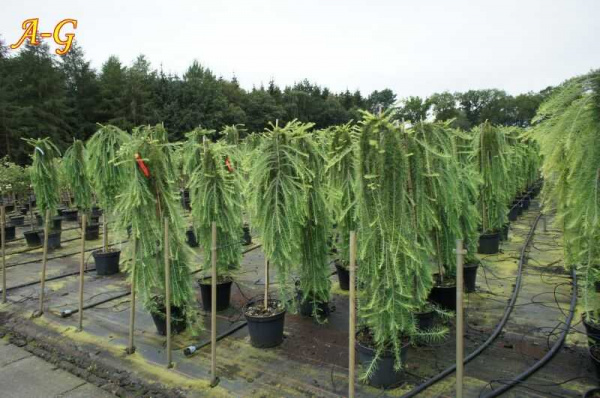 Лиственница европейская 'Pendula'