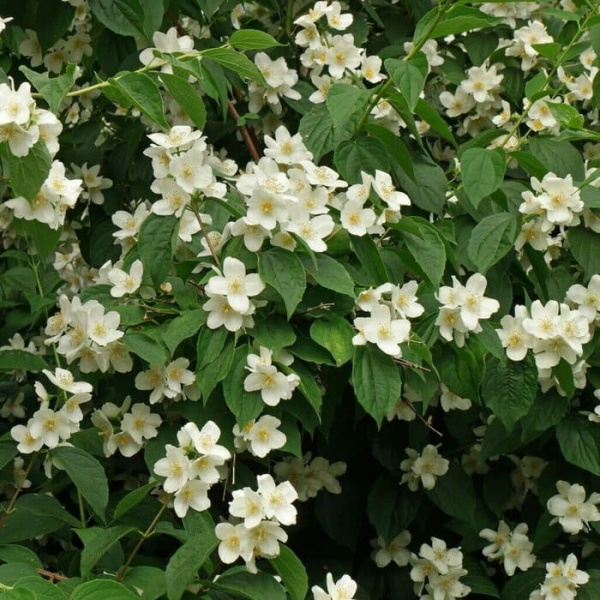Чубушник венечный 'Mont Blanc'