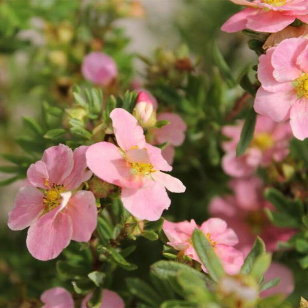 Лапчатка кустарниковая 'Pink Whisper'