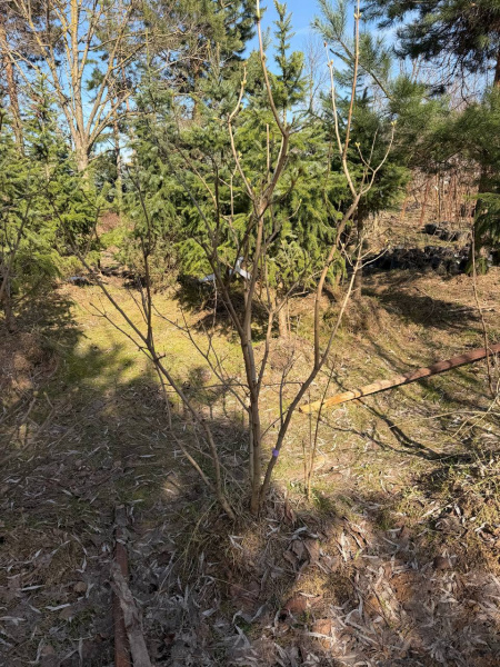Сирень Обыкновенная 'Charles Joy' РАСПРОДАЖА