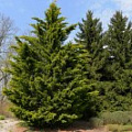 Саженцы купрессоципариса Саженцы купрессоципариса