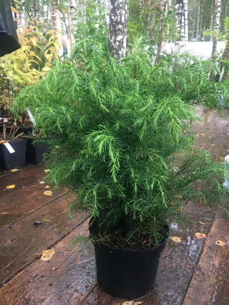 Криптомерия японская 'Elegans Viridis'