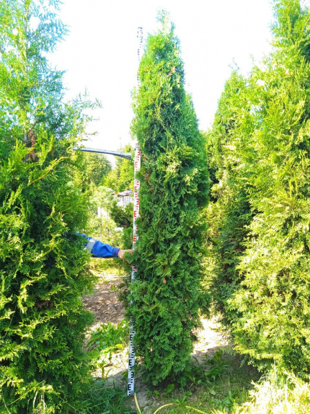 Туя западная 'Columna' РАСПРОДАЖА