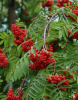 Рябина обыкновенная Пендула РАСПРОДАЖА