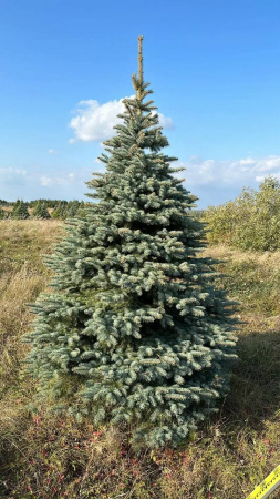 Ель колючая Глаука стриженная 