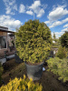 Туя стриженная шар РАСПРОДАЖА
