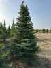Ель колючая Глаука стриженная 