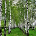 Саженцы березы Саженцы березы